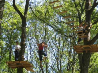  Venga a descubrir el mundo de los árboles 